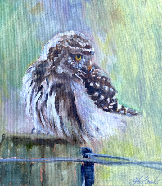 The Fierce One - Northern Pygmy Owl